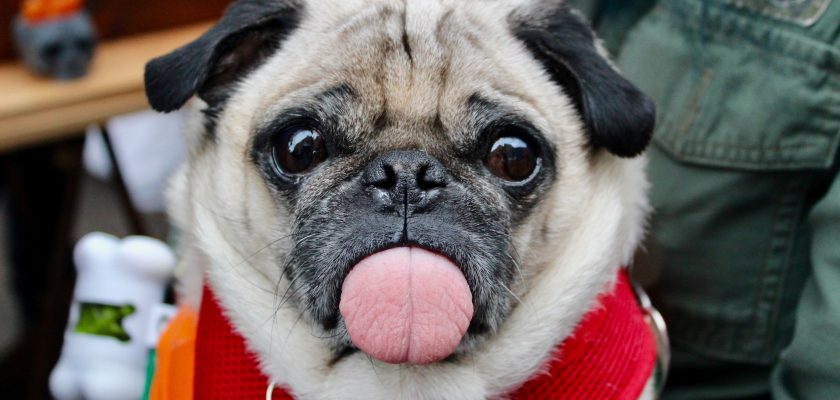 adult fawn pug with scarf