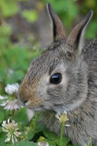 baby rabbit