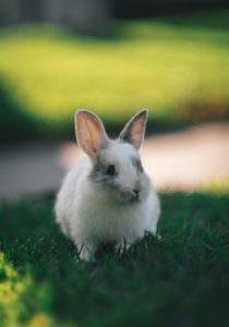 baby rabbit on grass