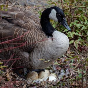 bird on eggs in nest