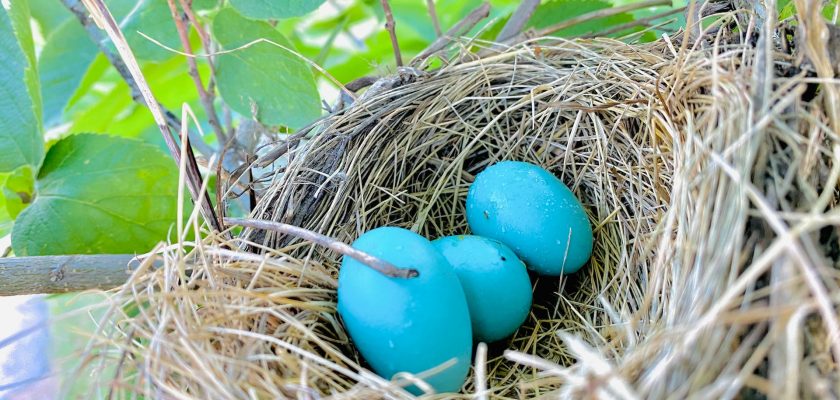 blue egg on brown nest