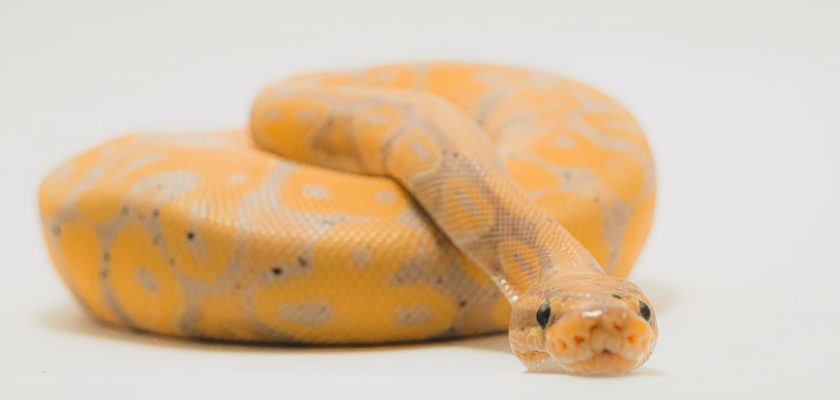 brown and beige snake on white surface