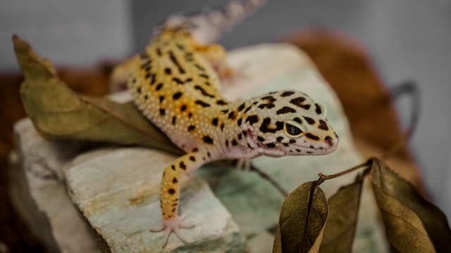 brown and white gecko on brown wood