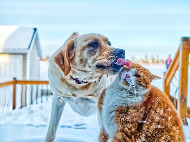 brown and white short coated dog running on snow covered ground