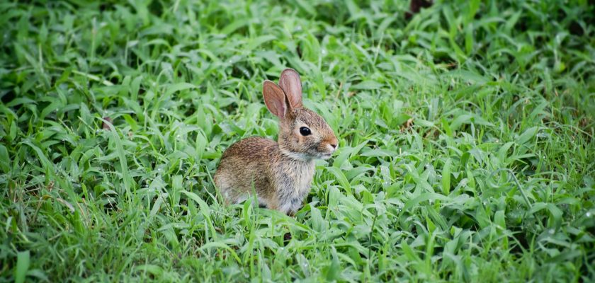 brown rabbit on grass field