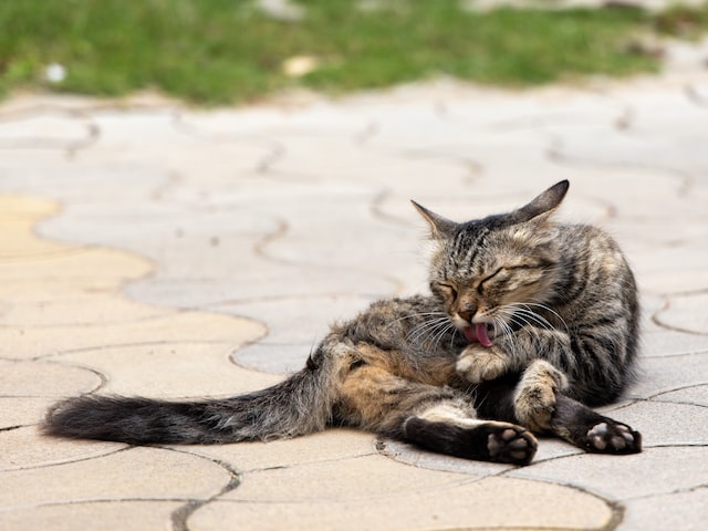 cat licking