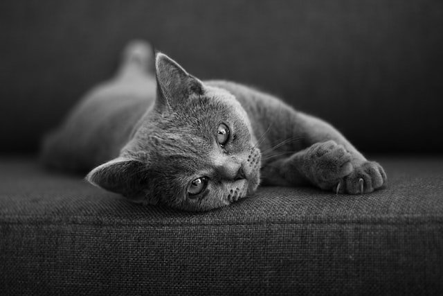 cat lying on cushion