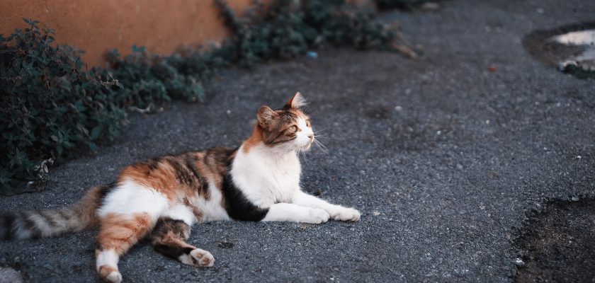 cat laying on ground