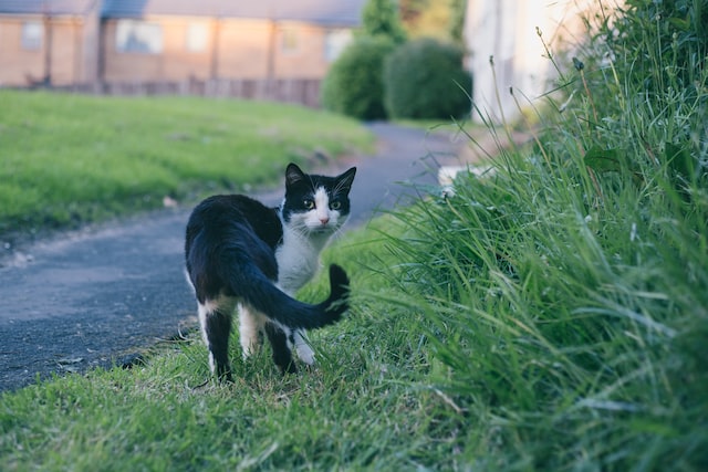 cat on green grass field during daytime