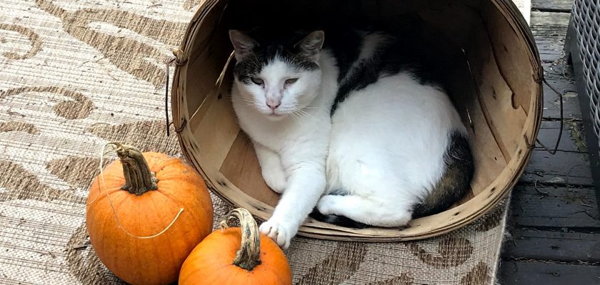 cat with pumpkins