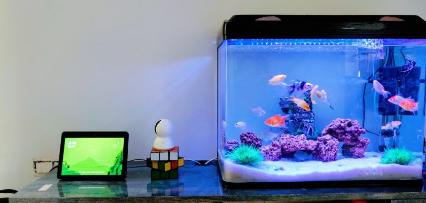 clear glass fish tank with blue fish