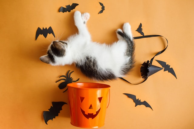 cute kitten playing with halloween trick or treat bucket