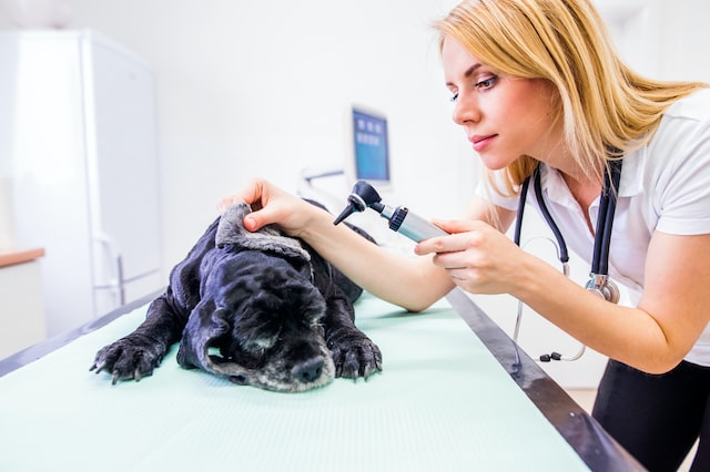 dog during having otoscope examination