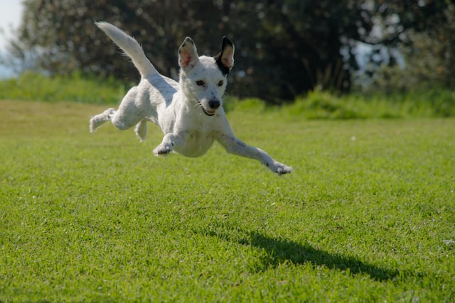 dog jumping on lawn