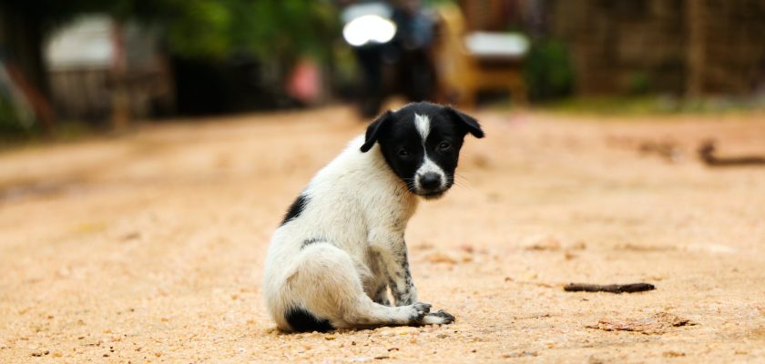 dog on street