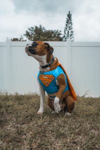 dog wearing superman costume