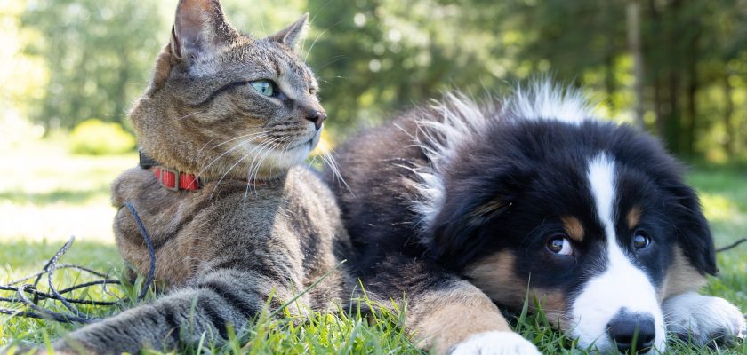 dog with cat