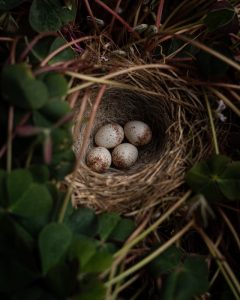 eggs in nest