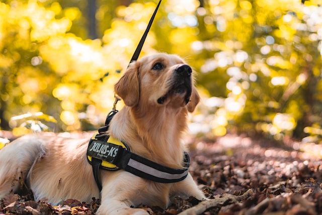 golden retriever