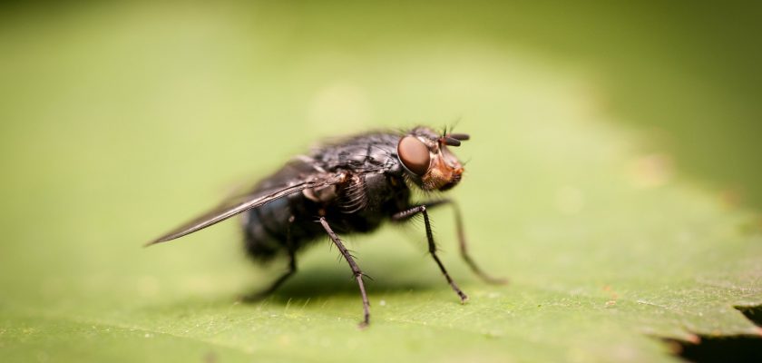 gray flea on green leaf