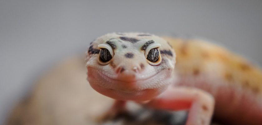 leopard gecko