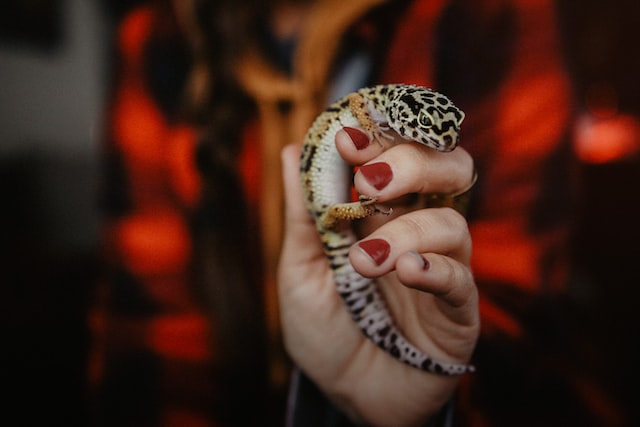 leopard gecko in hands