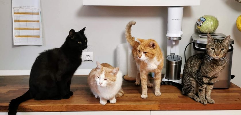 orange tabby cat on white wooden cabinet