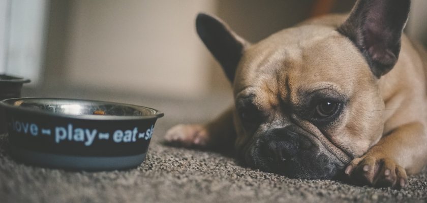 puppy beside pet bowl