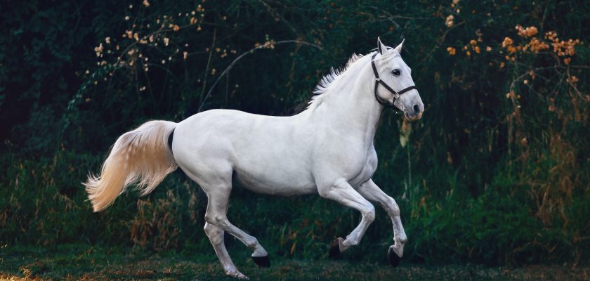 running white horse