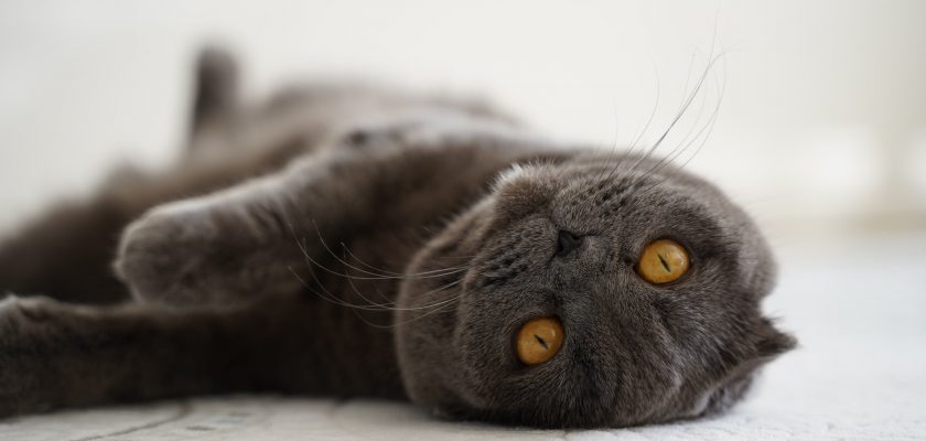 russian blue cat lying on white textile