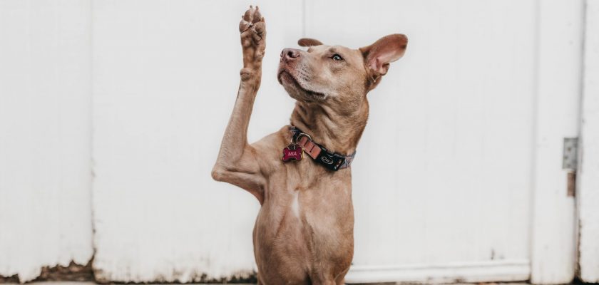 short-coated brown dog