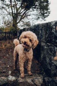 short-coated brwon dog near fence