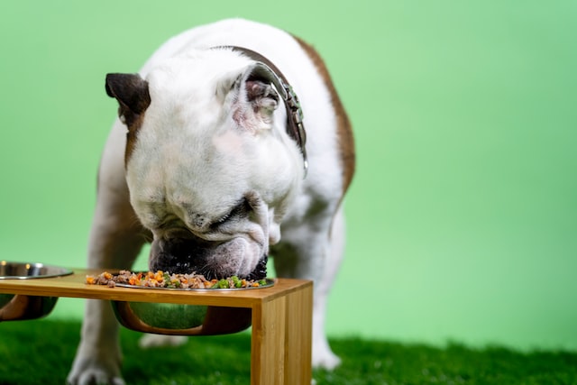 white and brown buldog on brown wooden table