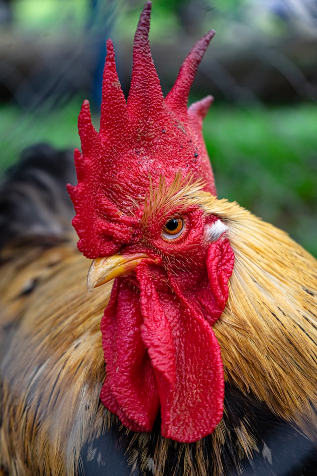 How to Stop a Rooster From Crowing Hero Pets